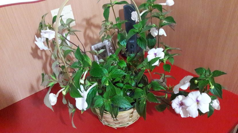 Charity - 10 Achimenes 2019