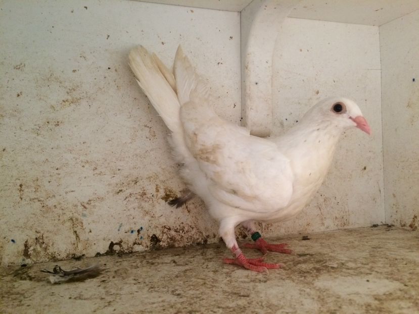 754319 - 2-lot zbor galateni 2019