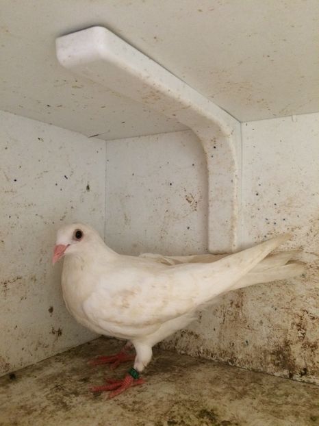  - 2-lot zbor galateni 2019