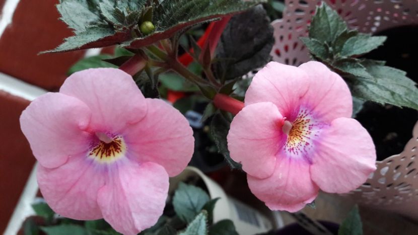 Centrul florii diferit - 10 Achimenes 2019