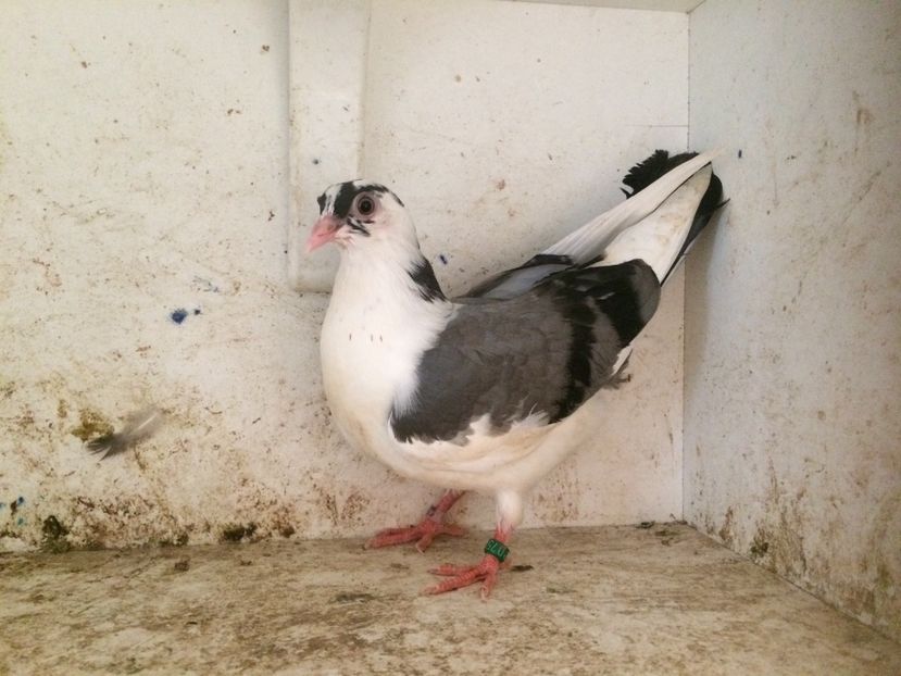 757519 - 2-lot zbor galateni 2019