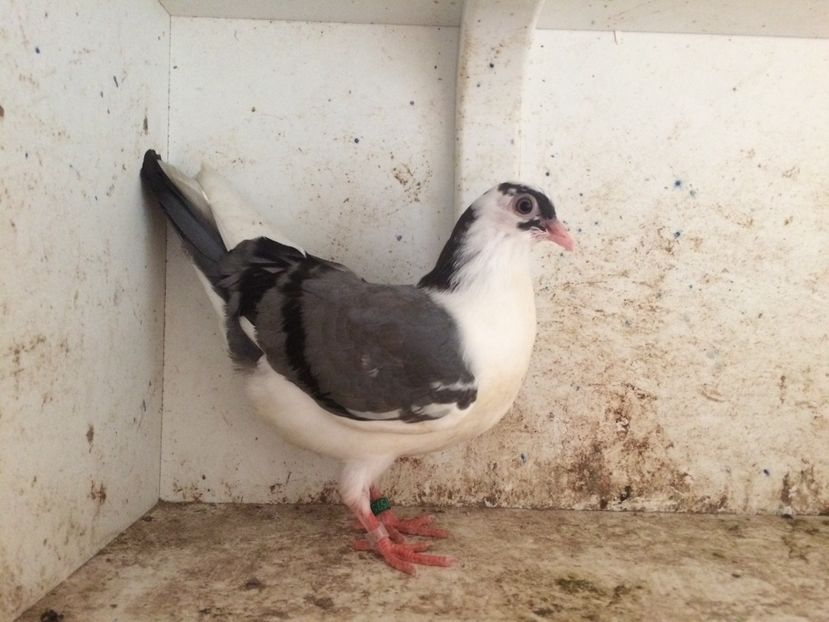  - 2-lot zbor galateni 2019