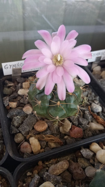 14.06.2019 - Gymnocalycium damsii v tucavocence