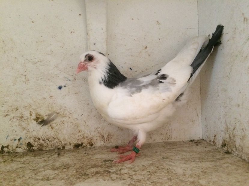  - 2-lot zbor galateni 2019