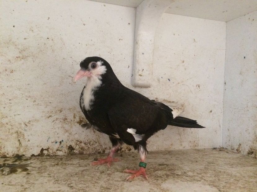 758019 - 2-lot zbor galateni 2019