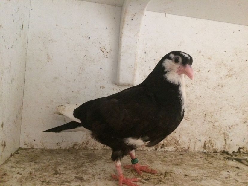  - 2-lot zbor galateni 2019