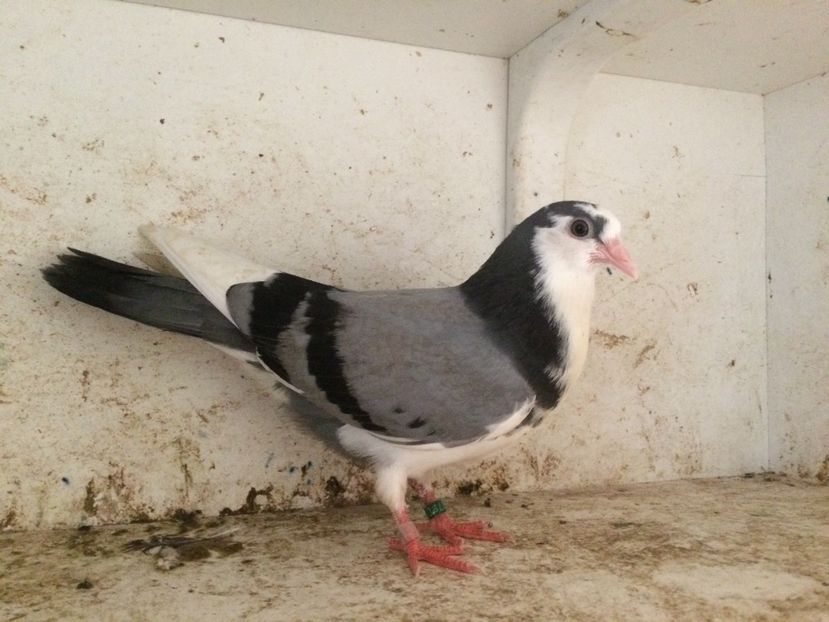 758119 - 2-lot zbor galateni 2019