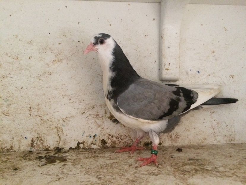  - 2-lot zbor galateni 2019