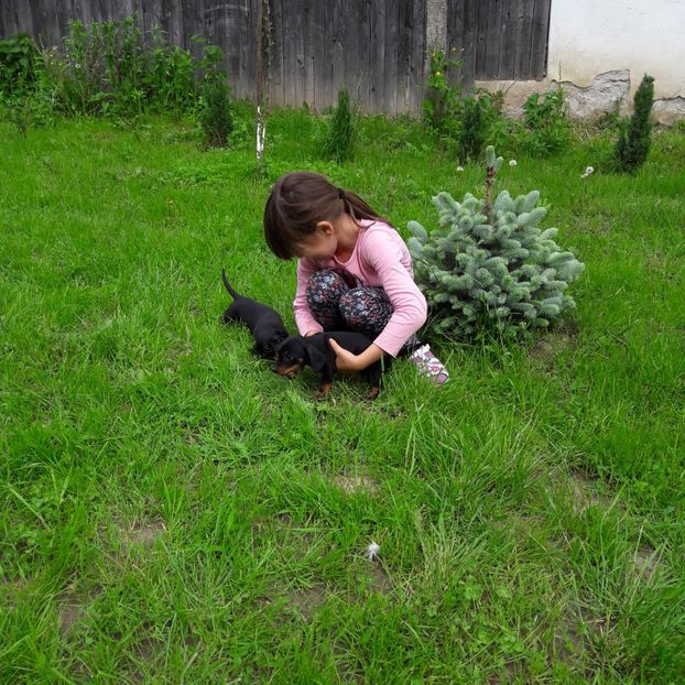  - Căței Tekel sarmos