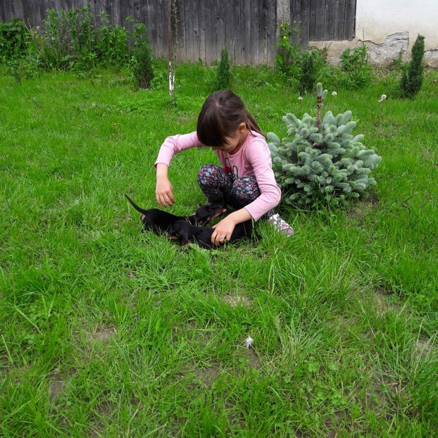  - Căței Tekel sarmos