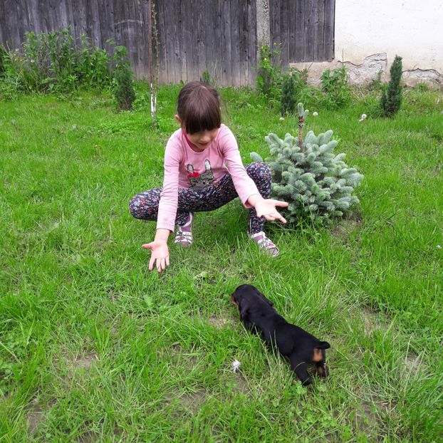  - Căței Tekel sarmos