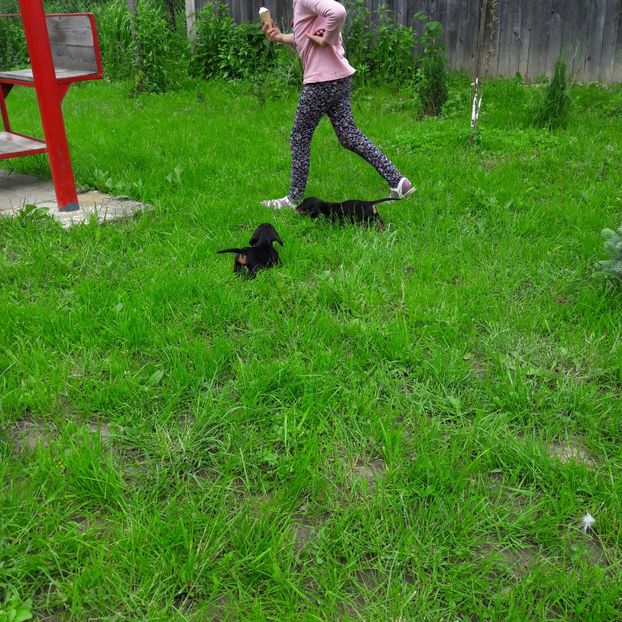  - Căței Tekel sarmos