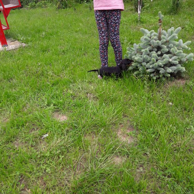  - Căței Tekel sarmos