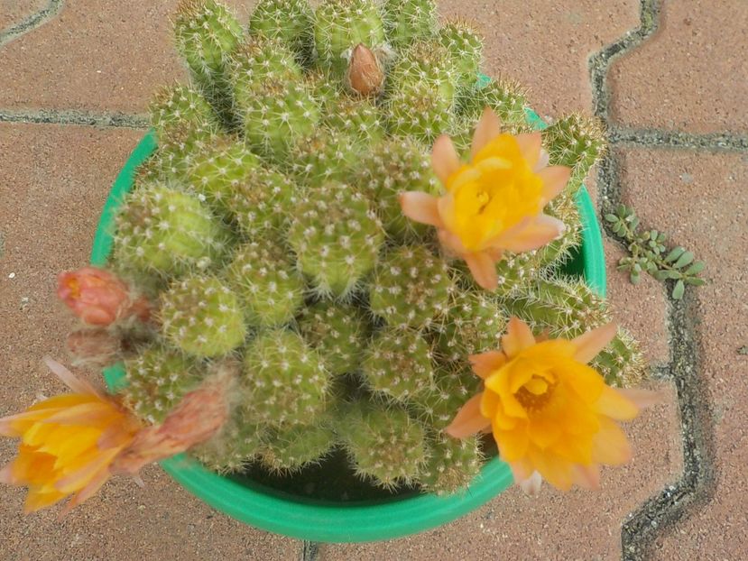  - chamaecereus sylvestris