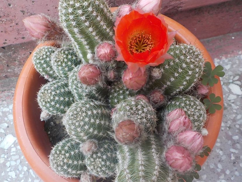  - chamaecereus sylvestris