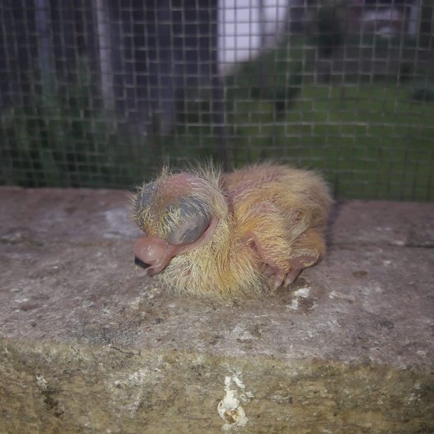 received_698684273879190 - Pui 2019