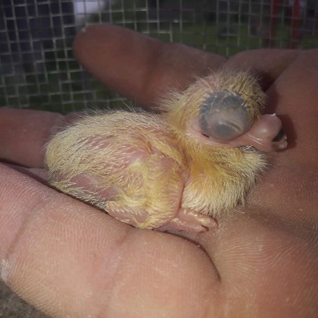 received_2204450756318688 - Pui 2019