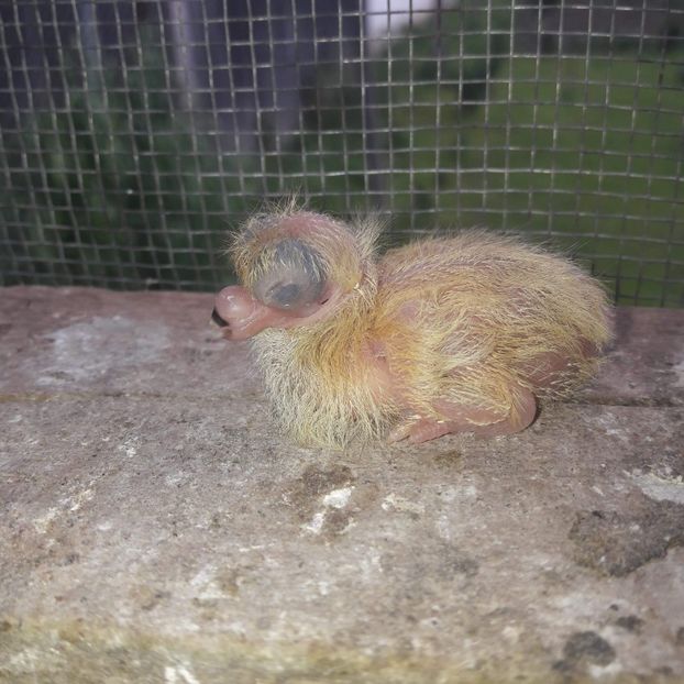 received_466722220765608 - Pui 2019