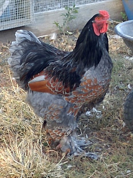 Blue Laced Gold Brahma - Cocosi Brama