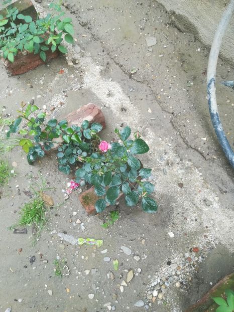  - flori din curte si casa