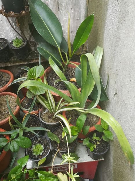  - flori din curte si casa