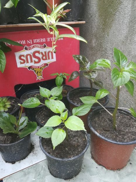  - flori din curte si casa