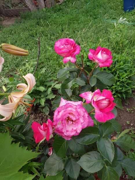  - IN GRADINA