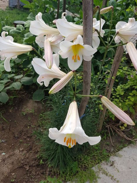  - IN GRADINA