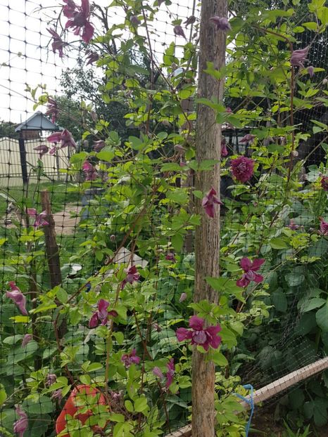  - IN GRADINA