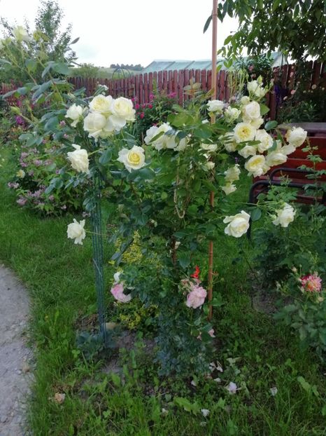  - necunoscut cumparat Graham Thomas