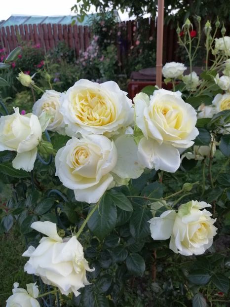  - necunoscut cumparat Graham Thomas