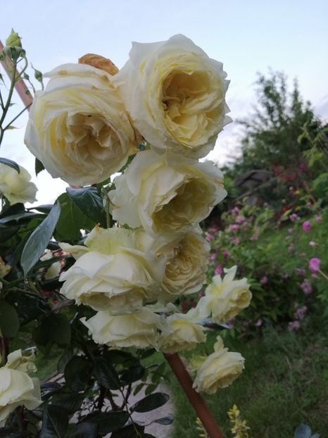  - necunoscut cumparat Graham Thomas