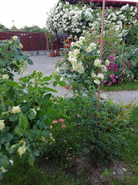  - necunoscut cumparat Graham Thomas