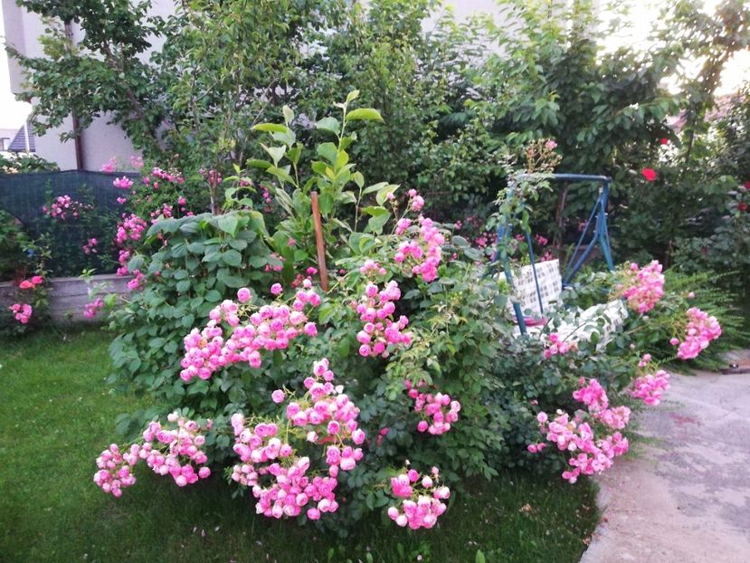  - Cum a evoluat gradina mea