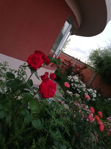  - Cum a evoluat gradina mea