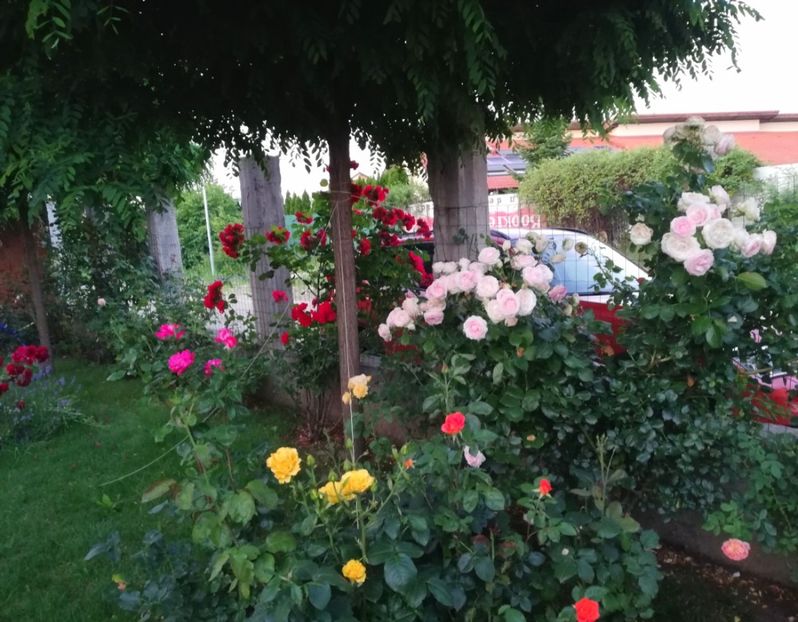  - Cum a evoluat gradina mea