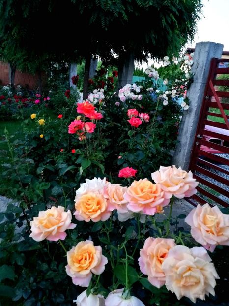  - Cum a evoluat gradina mea