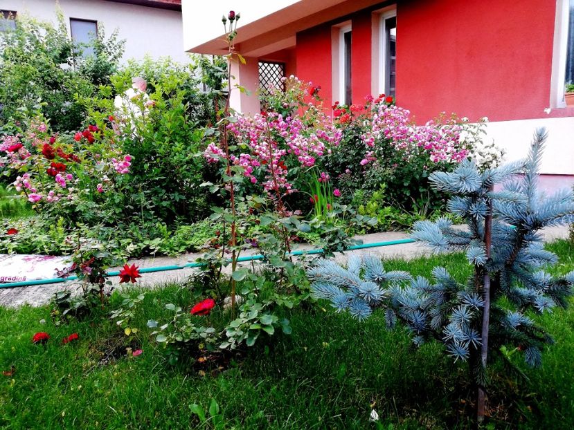  - Cum a evoluat gradina mea