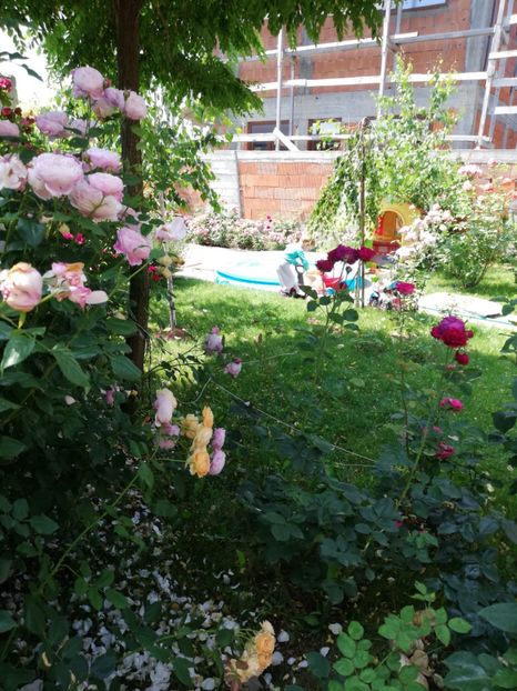  - Cum a evoluat gradina mea