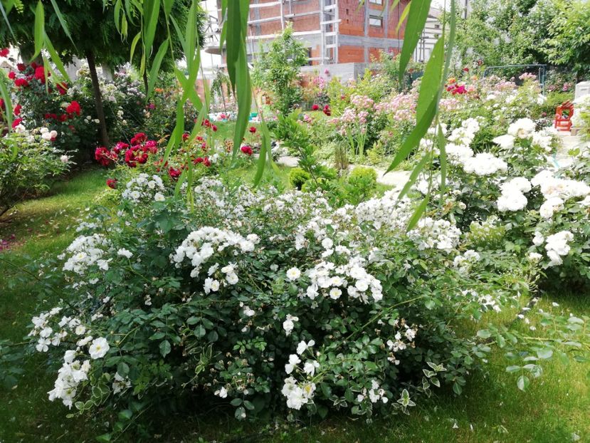  - Cum a evoluat gradina mea