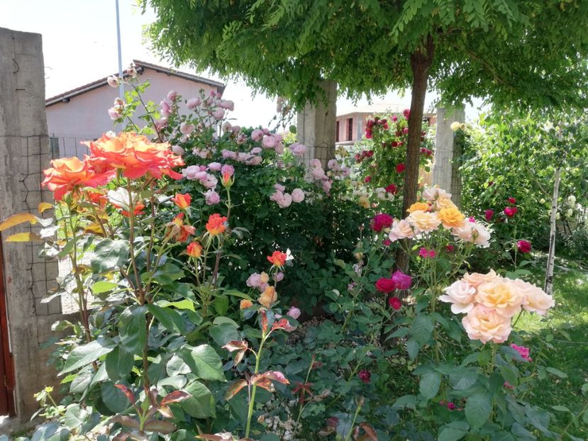  - Cum a evoluat gradina mea