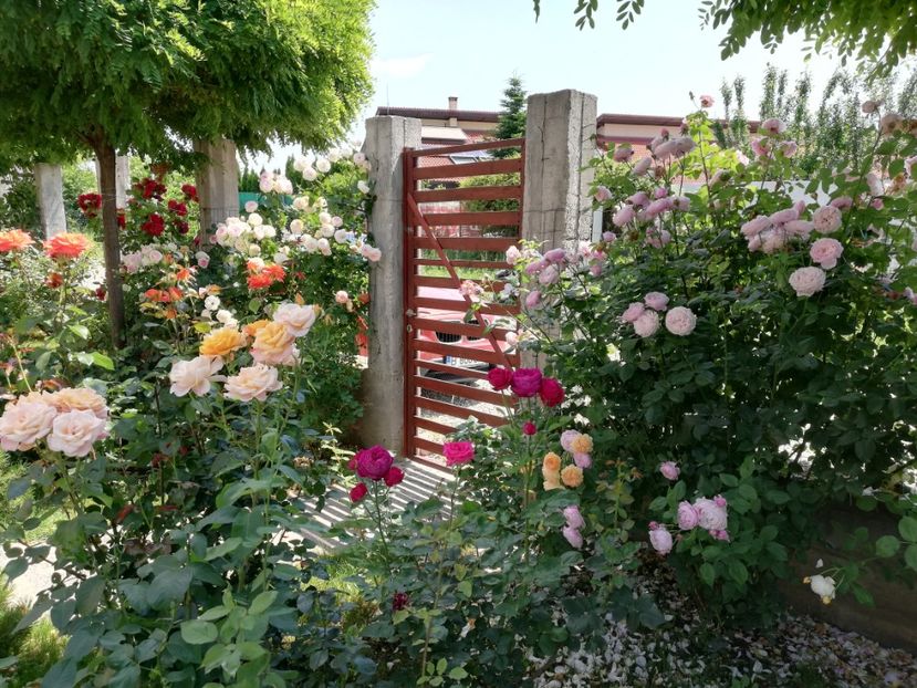  - Cum a evoluat gradina mea