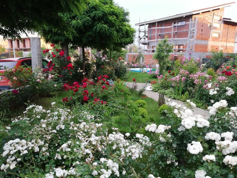  - Cum a evoluat gradina mea