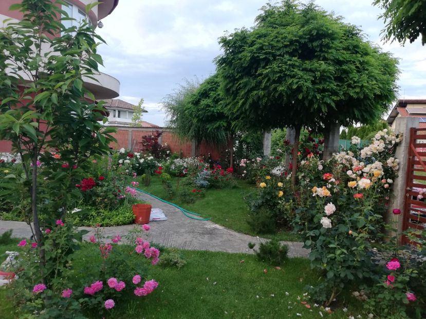  - Cum a evoluat gradina mea