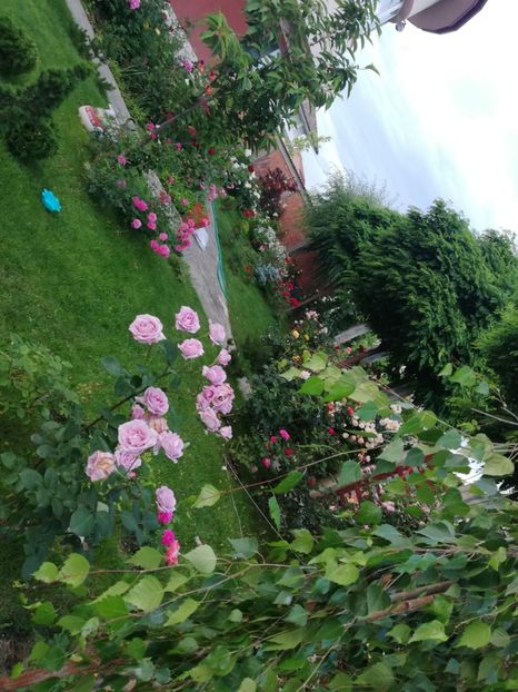  - Cum a evoluat gradina mea