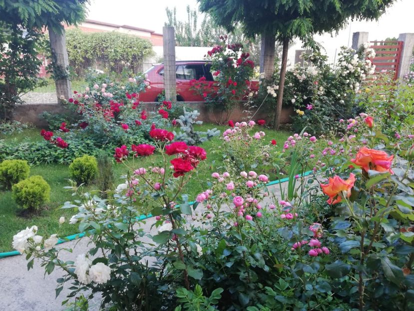  - Cum a evoluat gradina mea