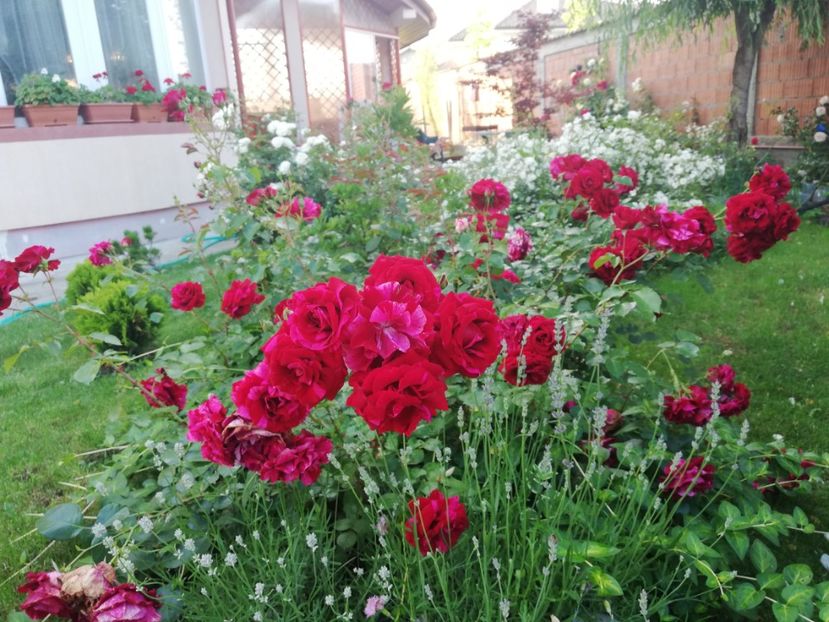  - Cum a evoluat gradina mea