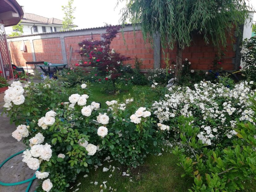  - Cum a evoluat gradina mea