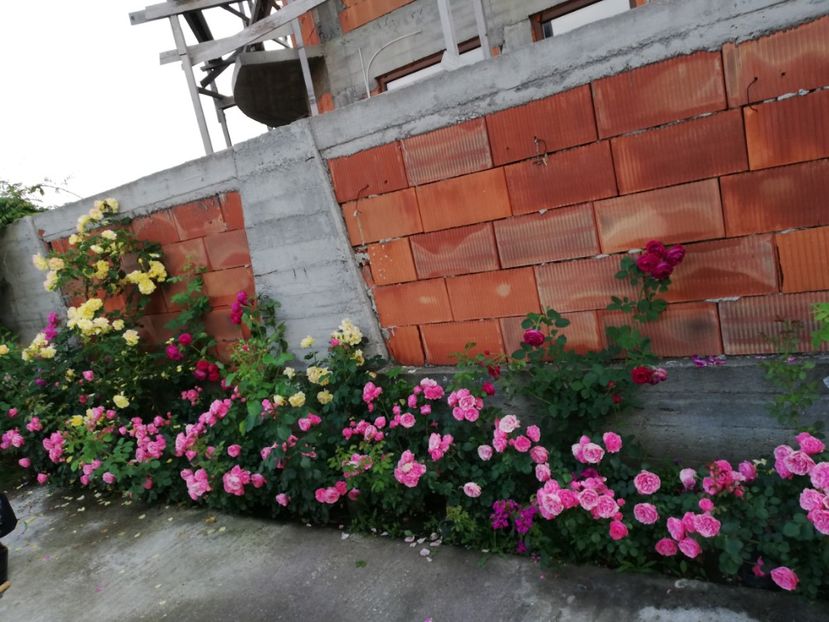  - Cum a evoluat gradina mea