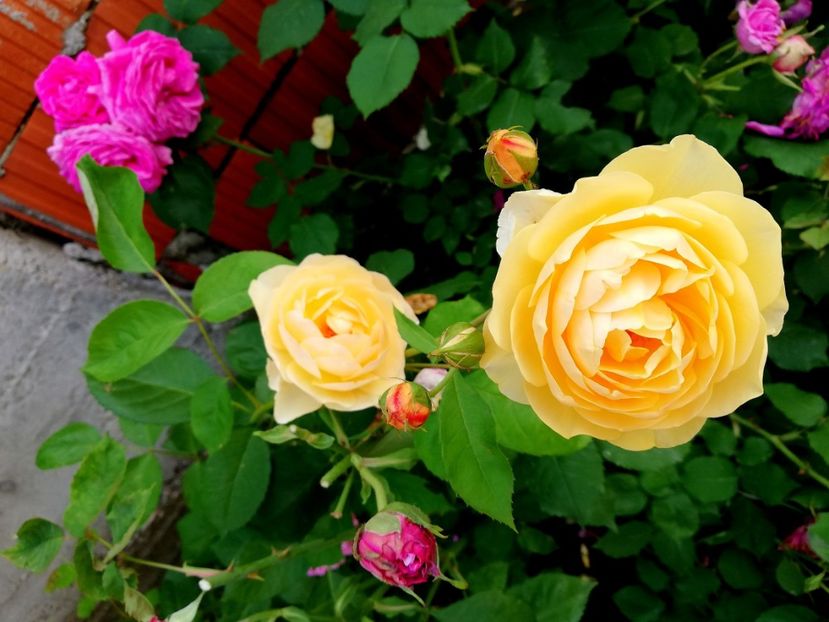  - Cum a evoluat gradina mea